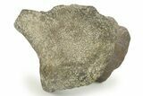 Fossil Dinosaur Vertebra Pedicle - Montana #265982-1